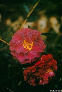 1987_蔡福贵