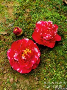 茶花Camellia japomica