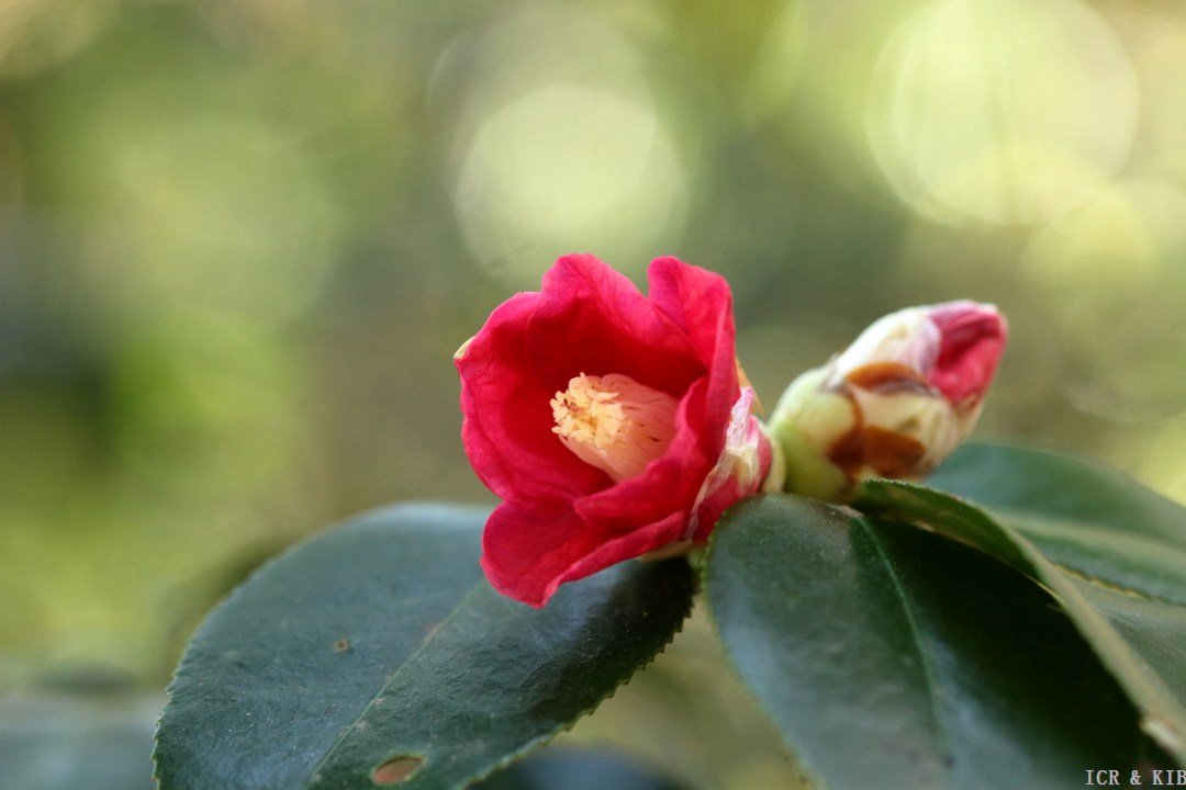 ichiko wabisuke cultivars international camellia register