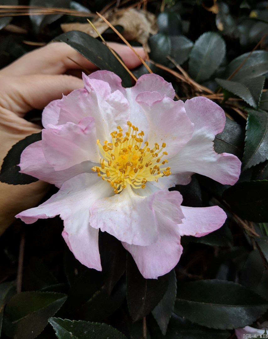 Daydream-Cultivars-International Camellia Register