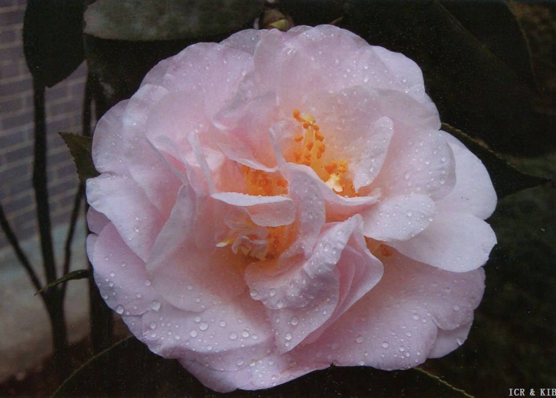 Nuchunhong(1)