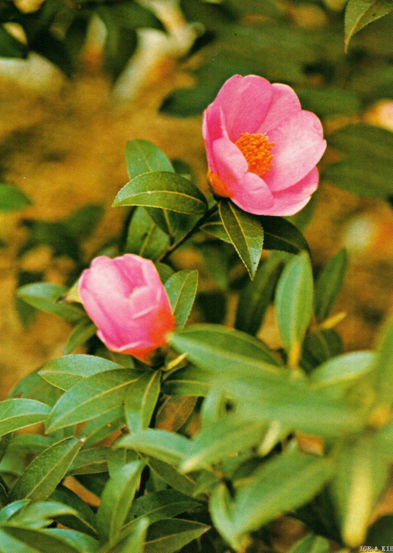 November Pink