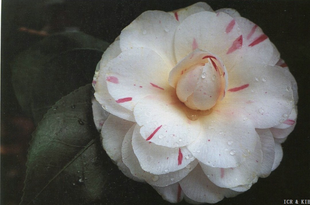 Teutonia