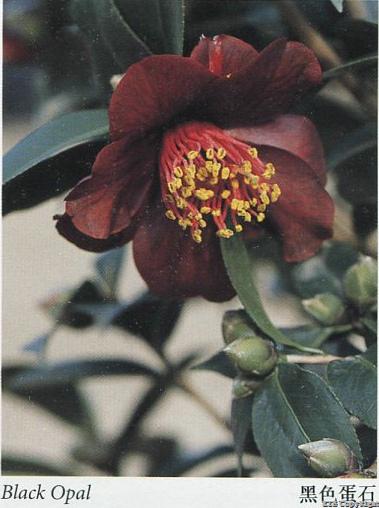 Neo 'Black Opal'