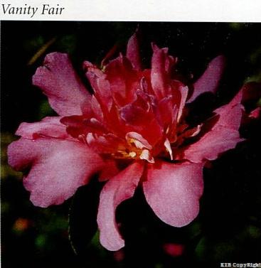 Vanity Fair