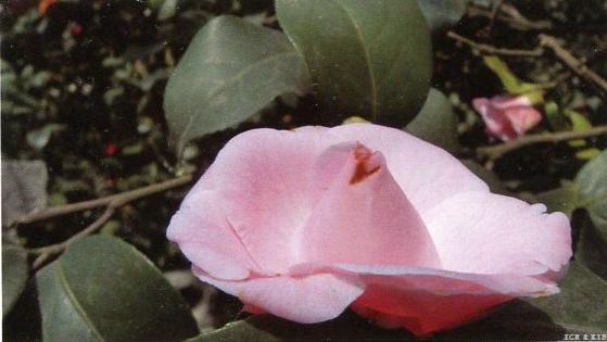 Jixinyinhong(2)
