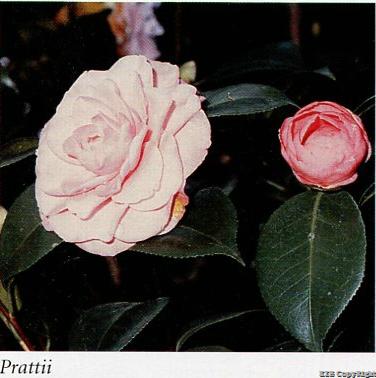Prattii