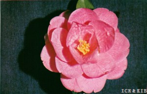 Chiri-tsubaki-Reikanji