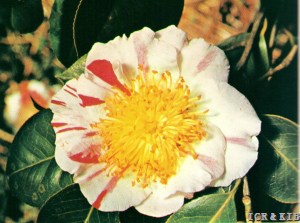 Nioi-fubuki