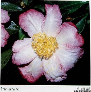 Yae-arare