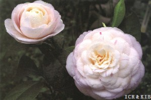 Duchessa Visconti