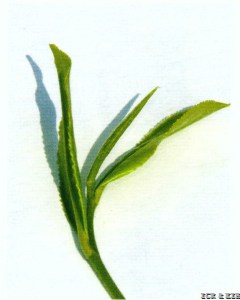 Yucha 1