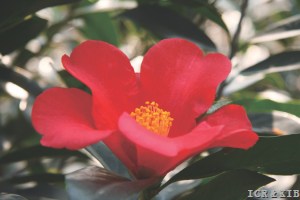 Jinrui Danhong