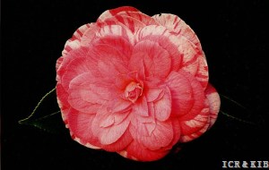 Arciduchessa Augusta
