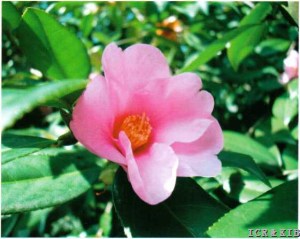 C.uraku