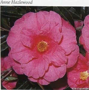 Anne Hazlewood