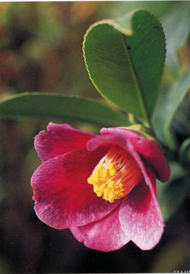 Koshigoromo