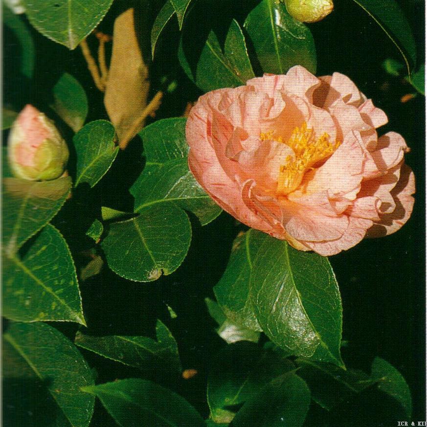 Yuba-shibori-Cultivars-International Camellia Register