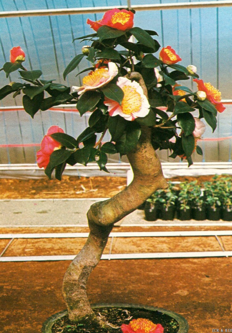 肥後ツバキ-Photos-International Camellia Register