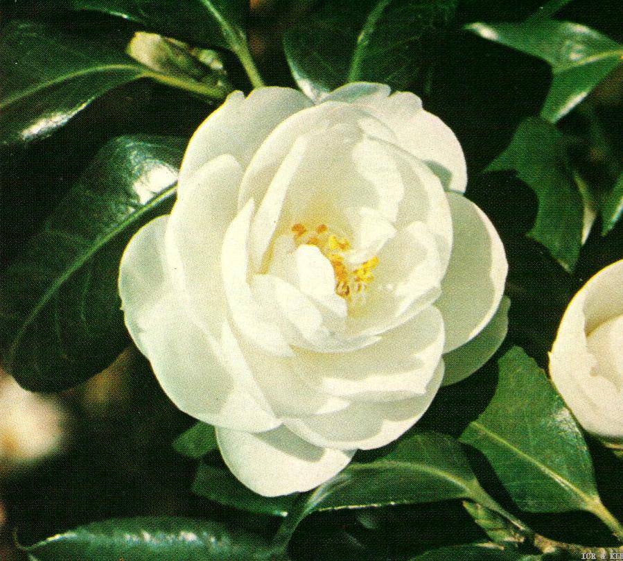 本村白-Photos-International Camellia Register