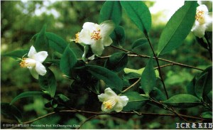 Camellia renshanxiangiae