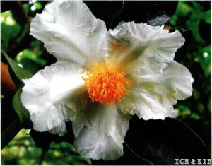 Camellia gigantocarpa