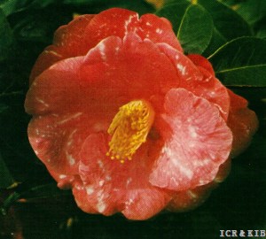 大虹