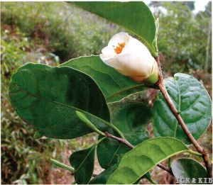 Camellia semiserrata