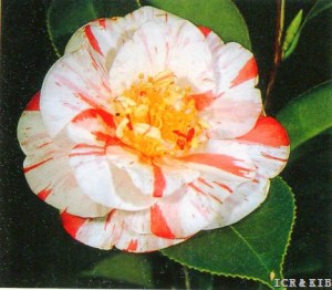 Matsunami