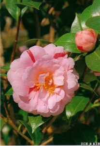 Gokayama-shibori