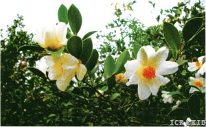 Camellia oleifera