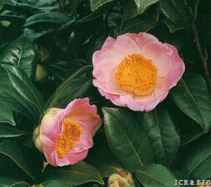 Chūbu-tsukimiguruma