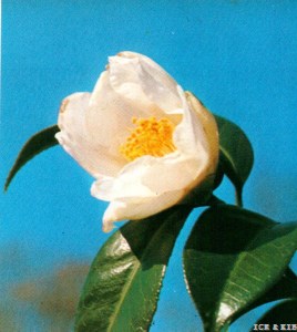 Shirokikuzuki