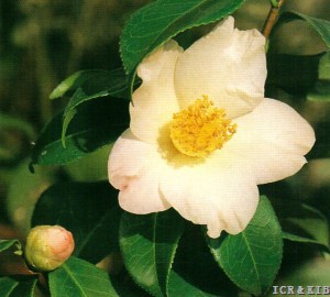Koshi-no-kaori
