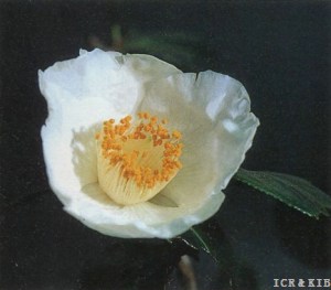 Hakumyōrenji