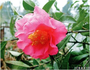 Camellia reticulata