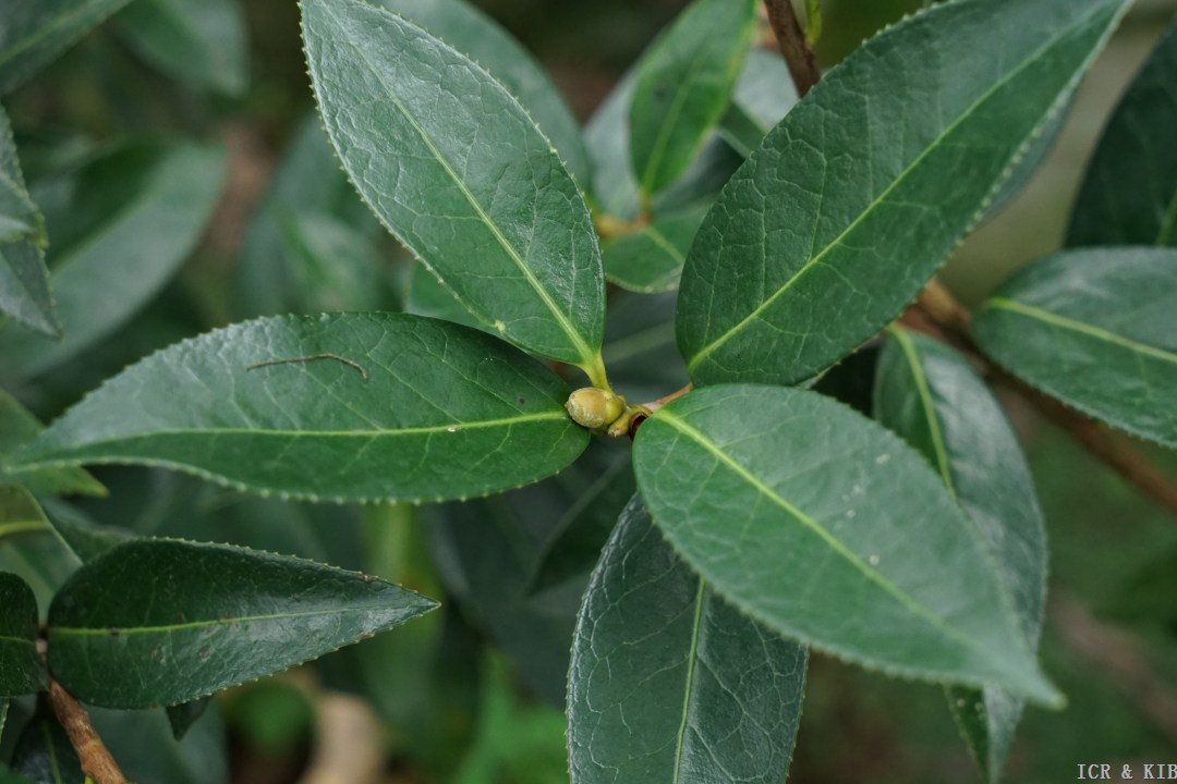Tongzimian-Cultivars-International Camellia Register