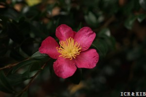 Mikunikō