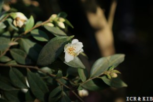 DSC07693