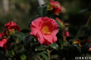 四月曙光DSC07353