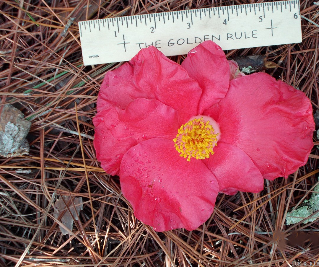 Red Satin Measured