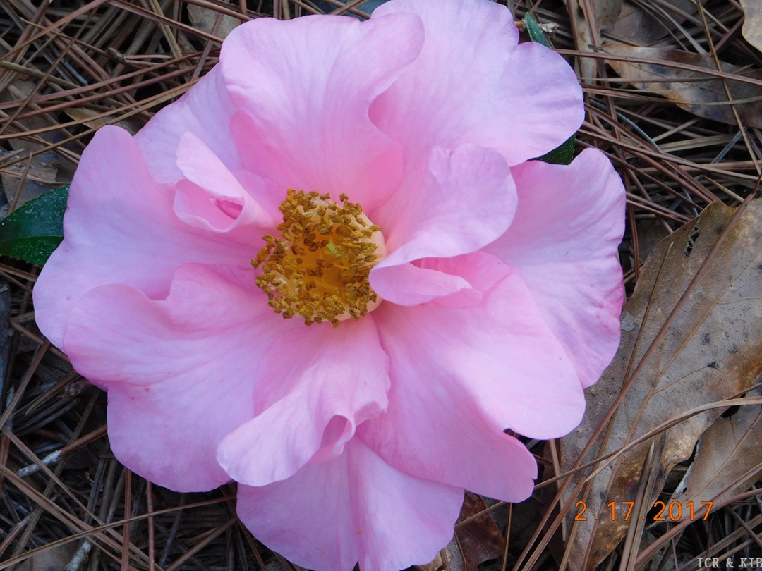 Flamingo Princess Bloom