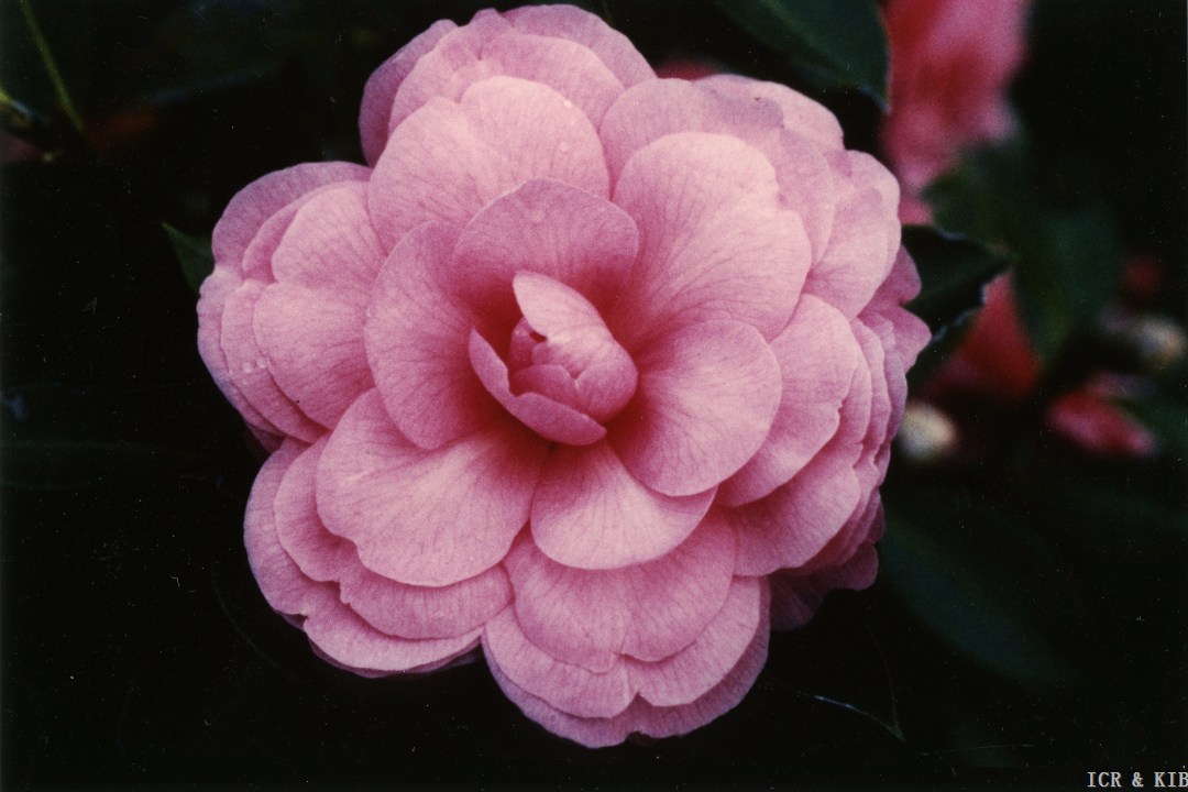 Hybrid Pacific Beauty