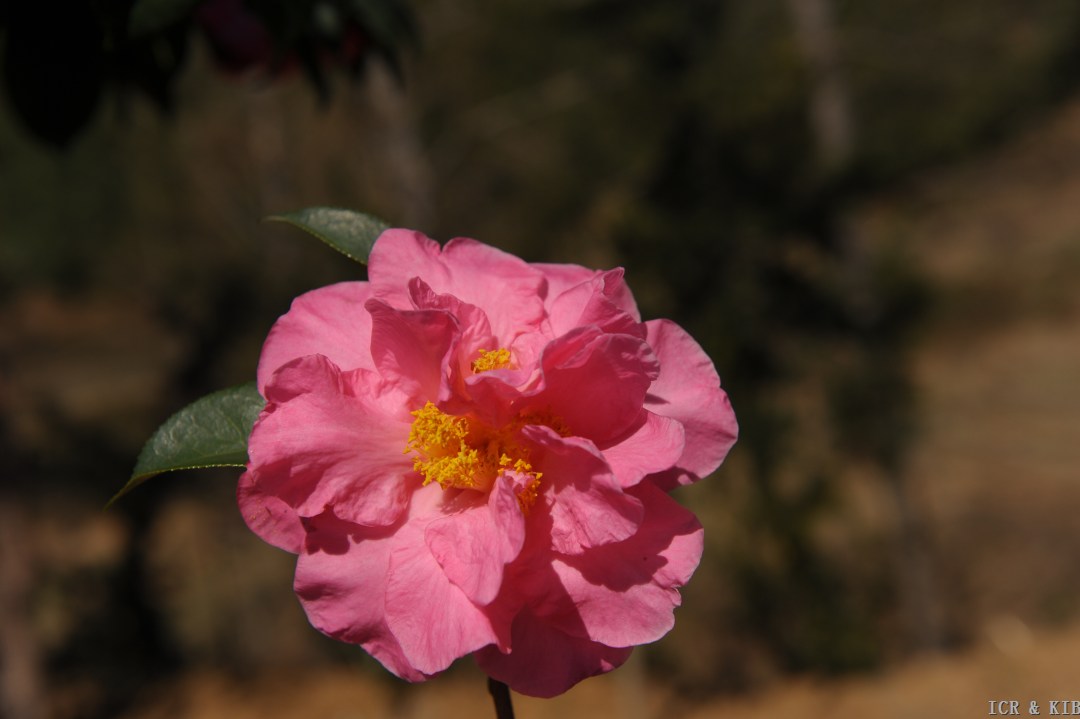 125、绿野春梦  DSC_8295