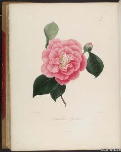 Apollina