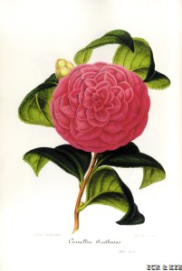 Arethusa