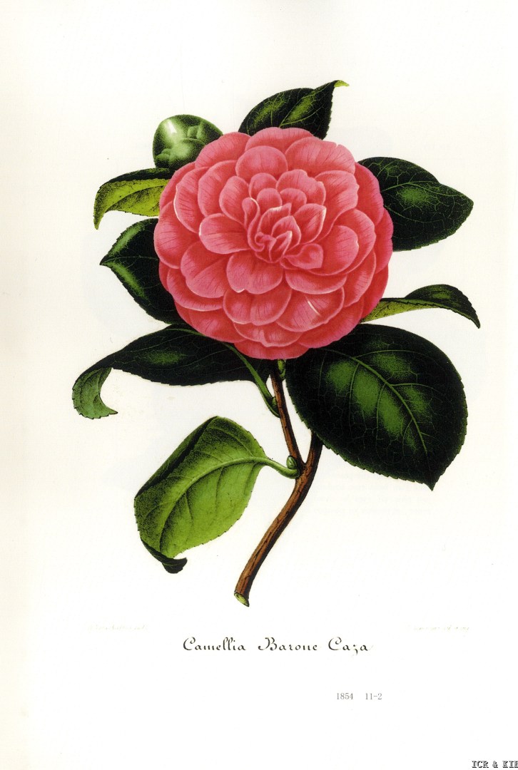 Verschaffelt, 1854_Barone Caza