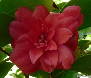 Bealei Rosea