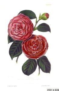 Caryophylloides