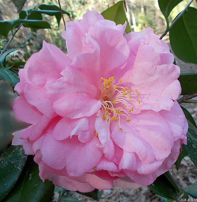4U6Zj-Jim Chavaux Bloom